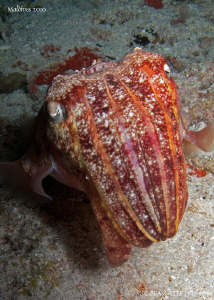 Broadclub cuttlefish (Sepia latimanus). Night dive. Canon... by Bea & Stef Primatesta 
